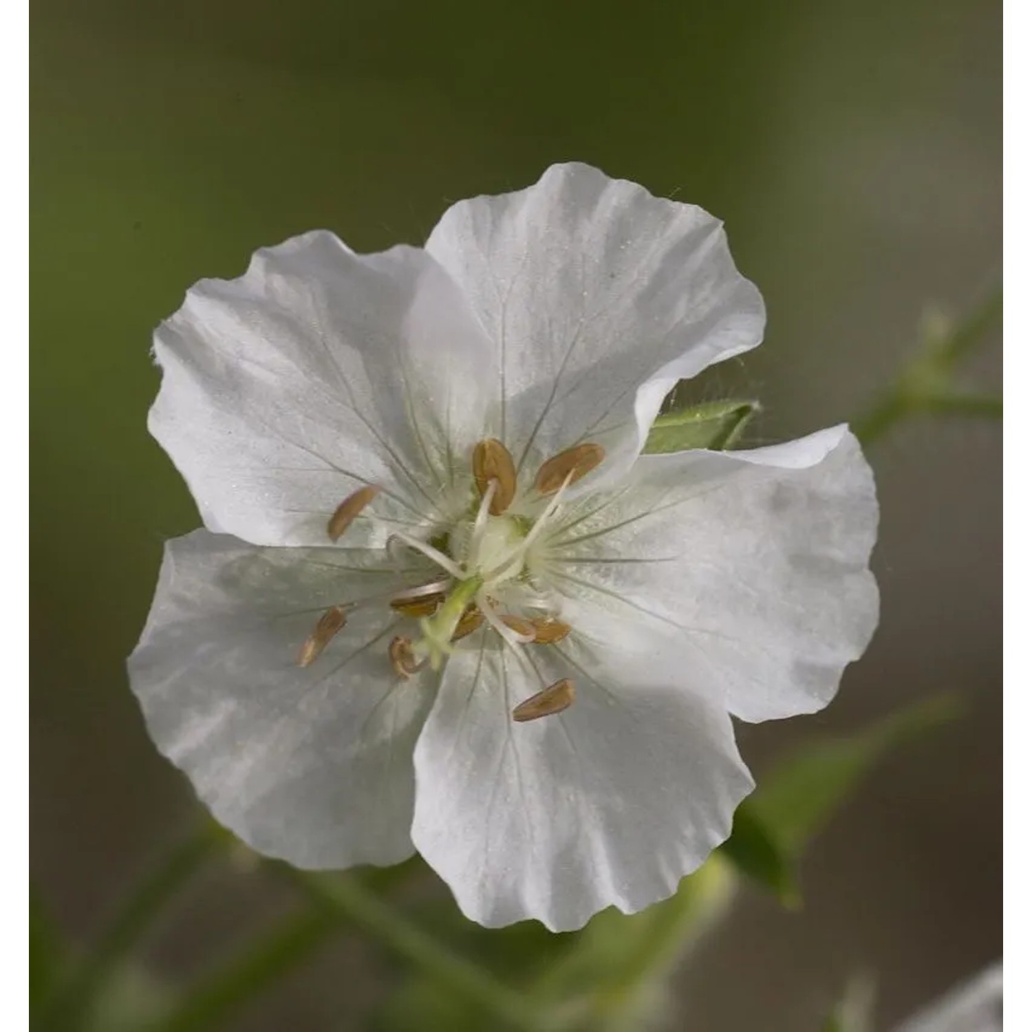 Wiesenstorchschnabel Albiflorum - Geranium pratense