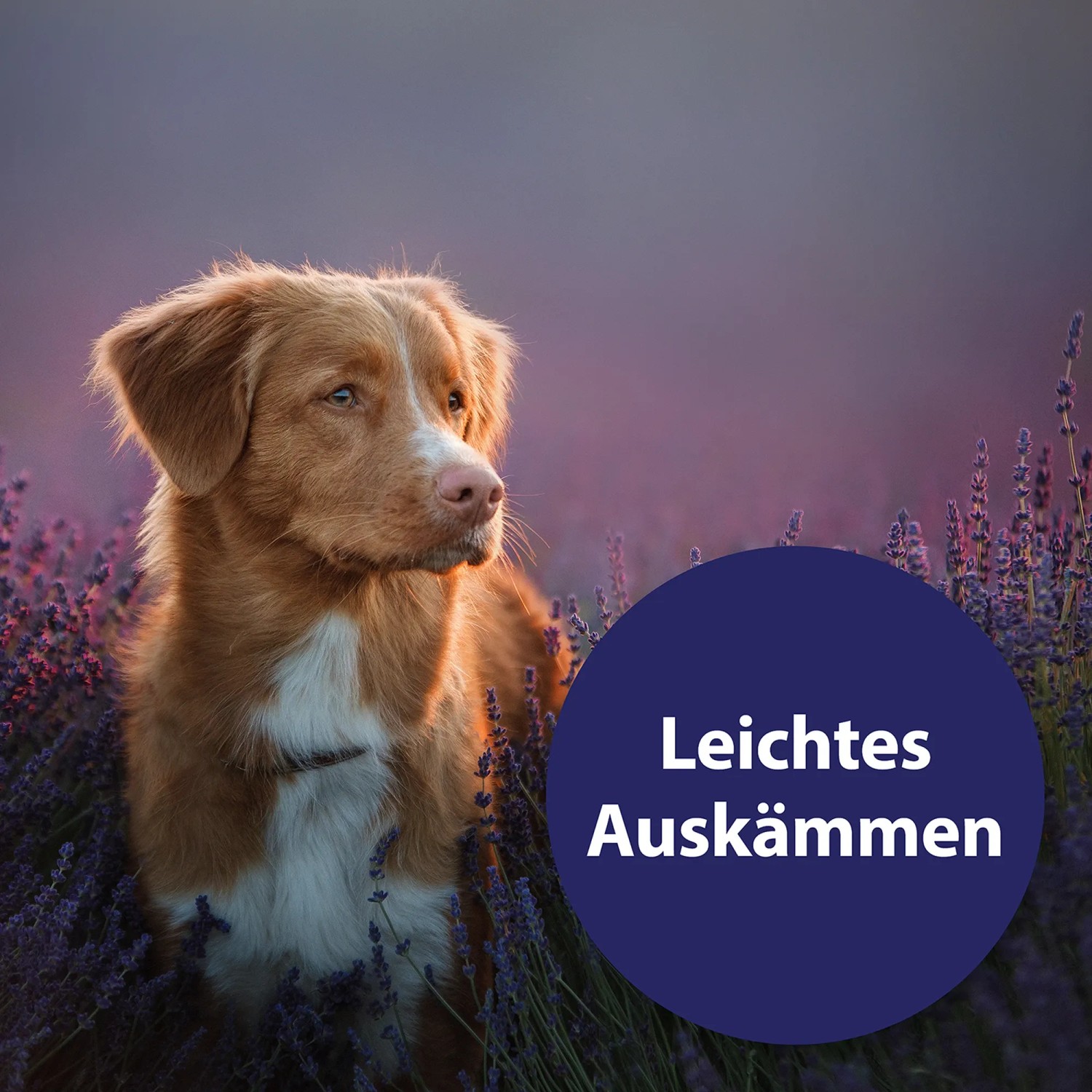 Hund im Lavendelfeld, Fellpflege mit Canosept Spray für seidigen Glanz und leichtes Auskämmen.