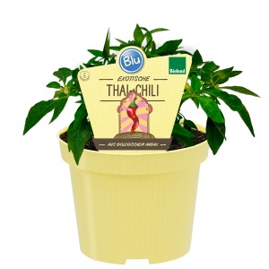 Blu Bio Thai Chili Pflanze im Topf, ca. 12cm Durchmesser.