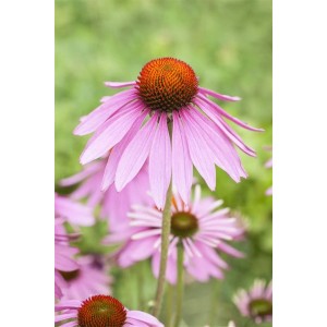 Nahaufnahme des purpurroten Sonnenhuts Echinacea Purpurea Magnus im 9x9 cm Topf.