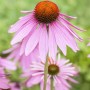 Nahaufnahme des purpurroten Sonnenhuts Echinacea Purpurea Magnus im 9x9 cm Topf.