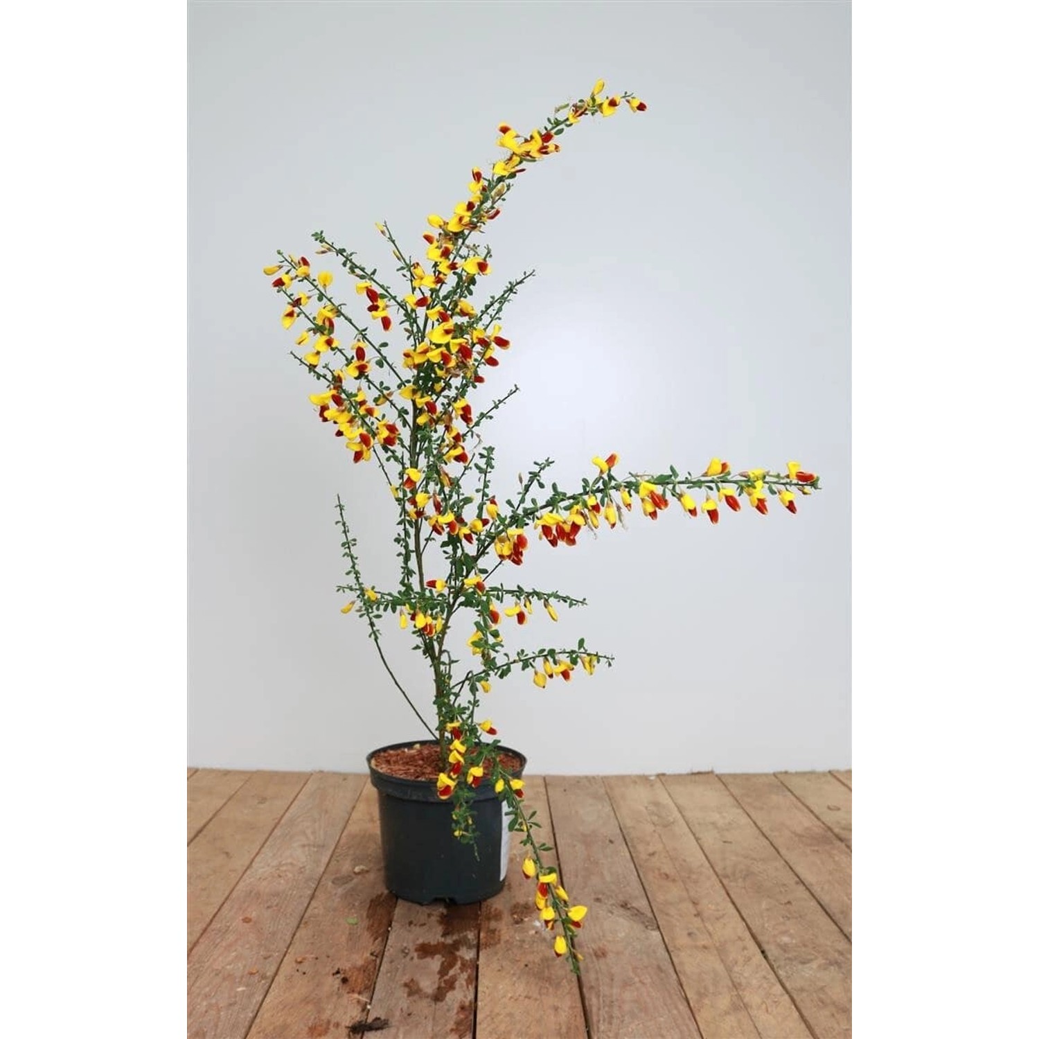Cytisus Scoparius Besenginster Dragonfly 30-40 cm günstig online kaufen