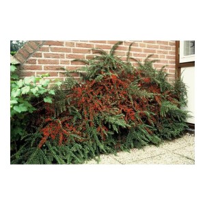 Fächerzwergmispel als Bodendecker mit roten Beeren vor einer Backsteinmauer.