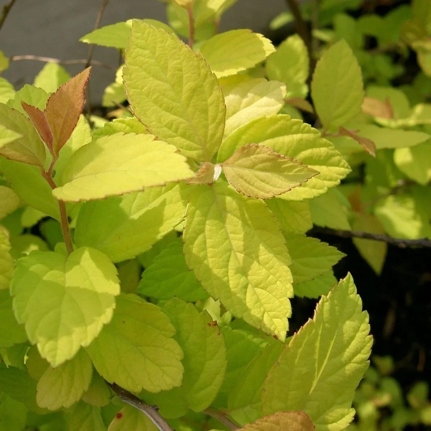 arborix Sommerspiere 'Goldmound' Spiraea Japonica 25 Bis 30 Cm Im Container Goldgelbes Laub
