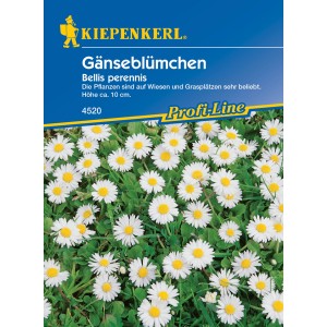 Kiepenkerl Gänseblümchen Bellis perennis Samenpackung mit blühenden, weißen Gänseblümchen.