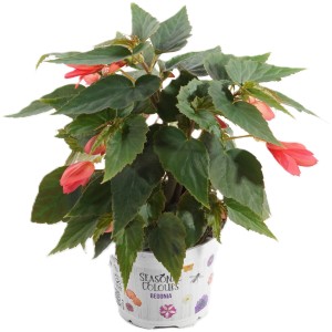 Begonie Summer Survivors im Topf, ca. 12 cm Ø, mit roten Blüten und grünen Blättern.