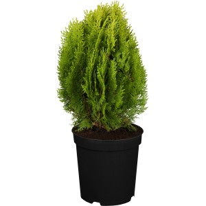 Gelber Zwerglebensbaum Aurea Nana im Topf, ca. 20-30 cm hoch. Immergrüne Zwergkonifere.