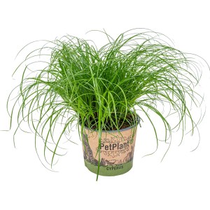 Katzengras Zumula im Topf, grüne Halme, ca. 10-20 cm hoch.