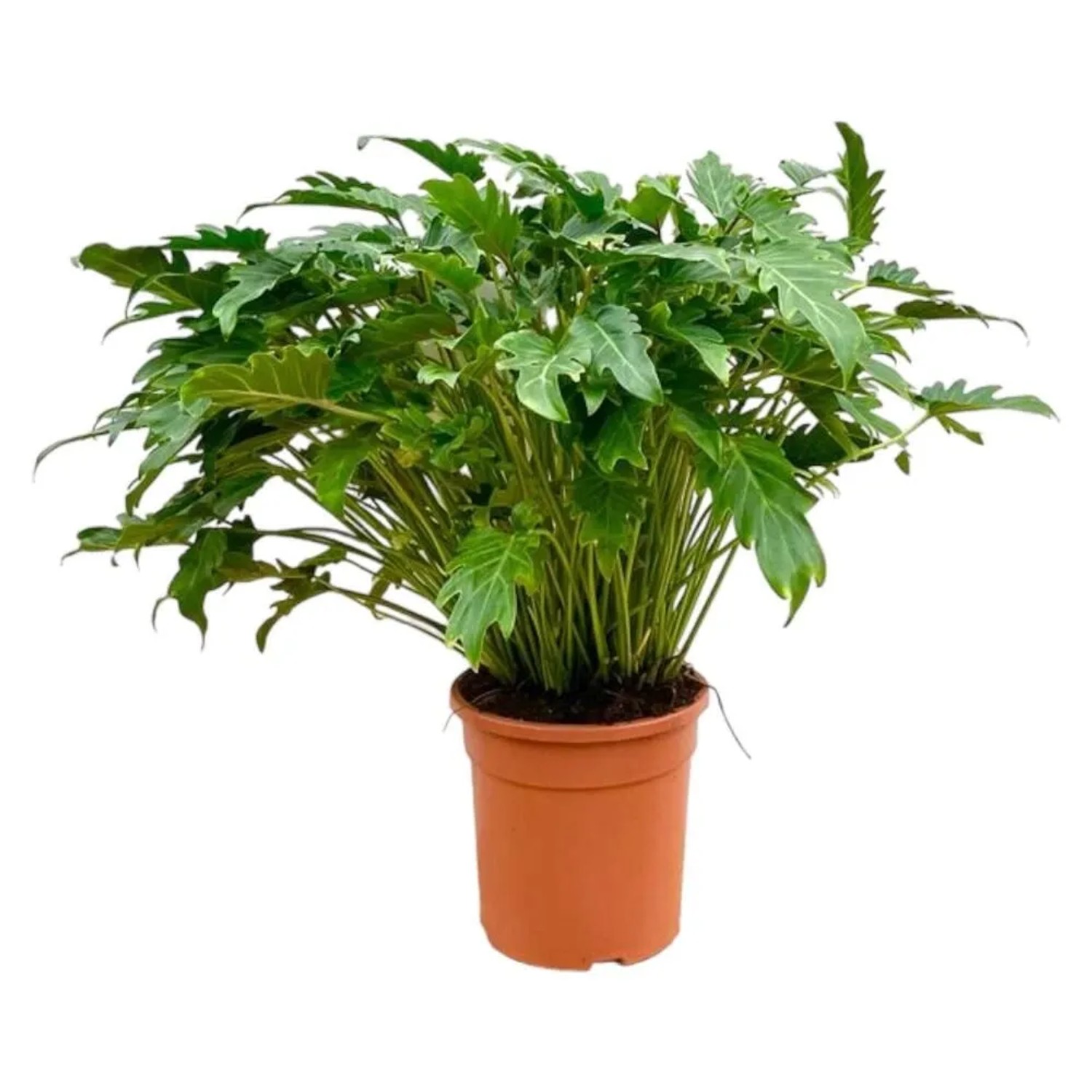 Exotenherz Philodendron Xanadu Exotischer Baumfreund ca. 80 cm Hoch günstig online kaufen