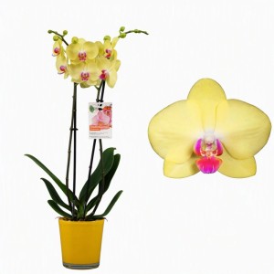 GROW by OBI Schmetterlingsorchidee Rosa Glasgefäß Topf Ø ca. 12 cm