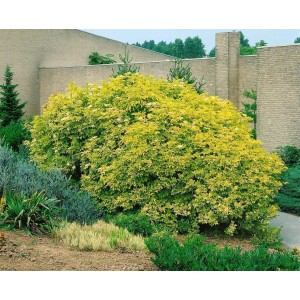 Gelblaubiger Gold-Holunder (Sambucus Nigra Aurea), 200–225 cm hoch, mit leuchtend gelben Blättern.