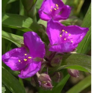 Nahaufnahme der Dreimasterblume 'Karminglut', einer purpurfarbenen Staude mit gelben Staubgefäßen.