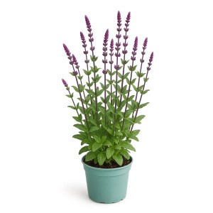 Steppensalbei 'Caradonna' im Topf: Violette Blütenähren und grüne Blätter. Bienenfreundliche Gartenpflanze.