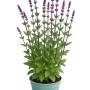 Steppensalbei 'Caradonna' im Topf: Violette Blütenähren und grüne Blätter. Bienenfreundliche Gartenpflanze.