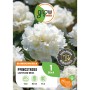 Verpackung einer weißen GROW by OBI Pfingstrose Lactiflora, ca. 80cm hoch.