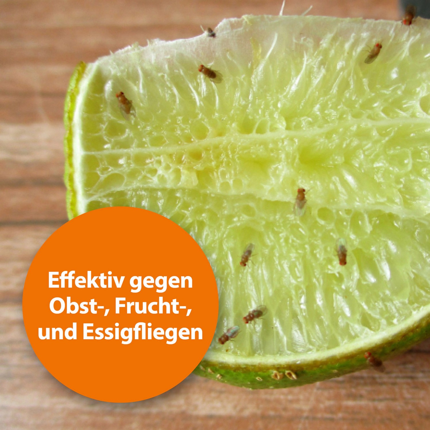 Nahaufnahme einer Limette mit Fruchtfliegen, die von der Ardap Fruchtfliegenfalle angezogen werden.