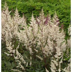 Foto der Prachtspiere Bronce Elegans (Astilbe simplicifolia) mit weißen Blütenständen im Garten.