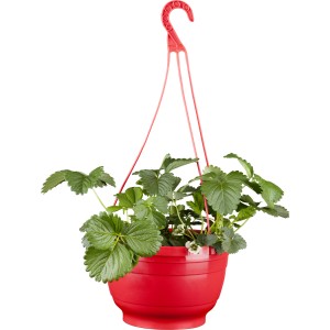 Hängende Erdbeer-Ampel (Fragaria) im roten Topf, ca. 25 cm Durchmesser, mit grünen Blättern und weißen Blüten.