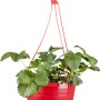Hängende Erdbeer-Ampel (Fragaria) im roten Topf, ca. 25 cm Durchmesser, mit grünen Blättern und weißen Blüten.