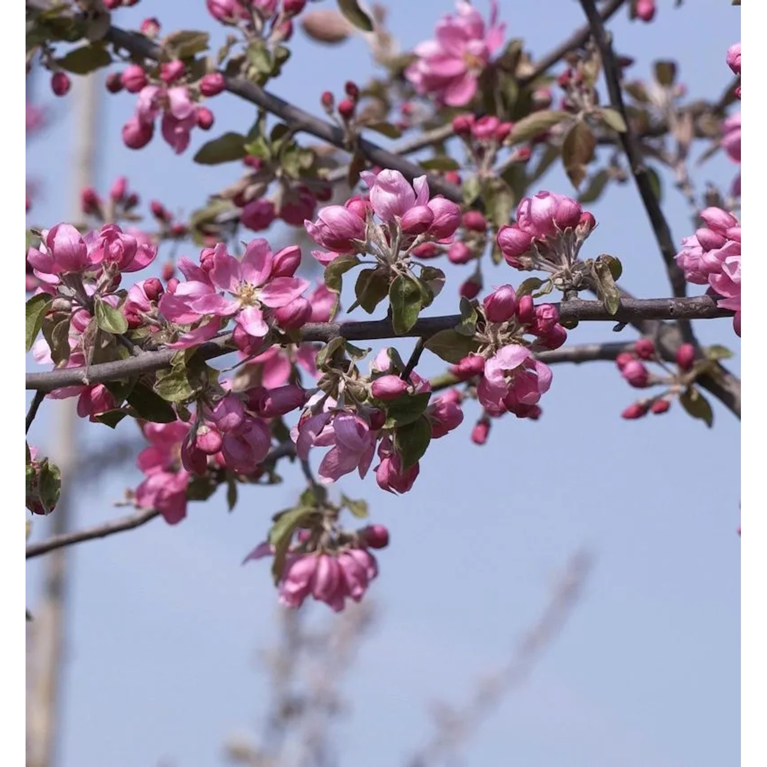 Hochstamm Zierapfel Dark Rosaleen 40-60cm - Malus Hybride