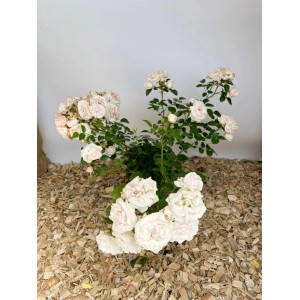 Baumfink Bodendeckerrose 'Aspirin' im Topf mit weißen Blüten.