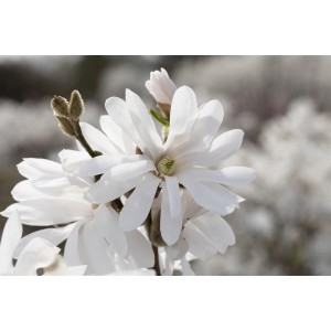 Nahaufnahme der weißen Blüten der Sternmagnolie Royal Star. Blühende Zimmerpflanze mit filigranen Blütenblättern.