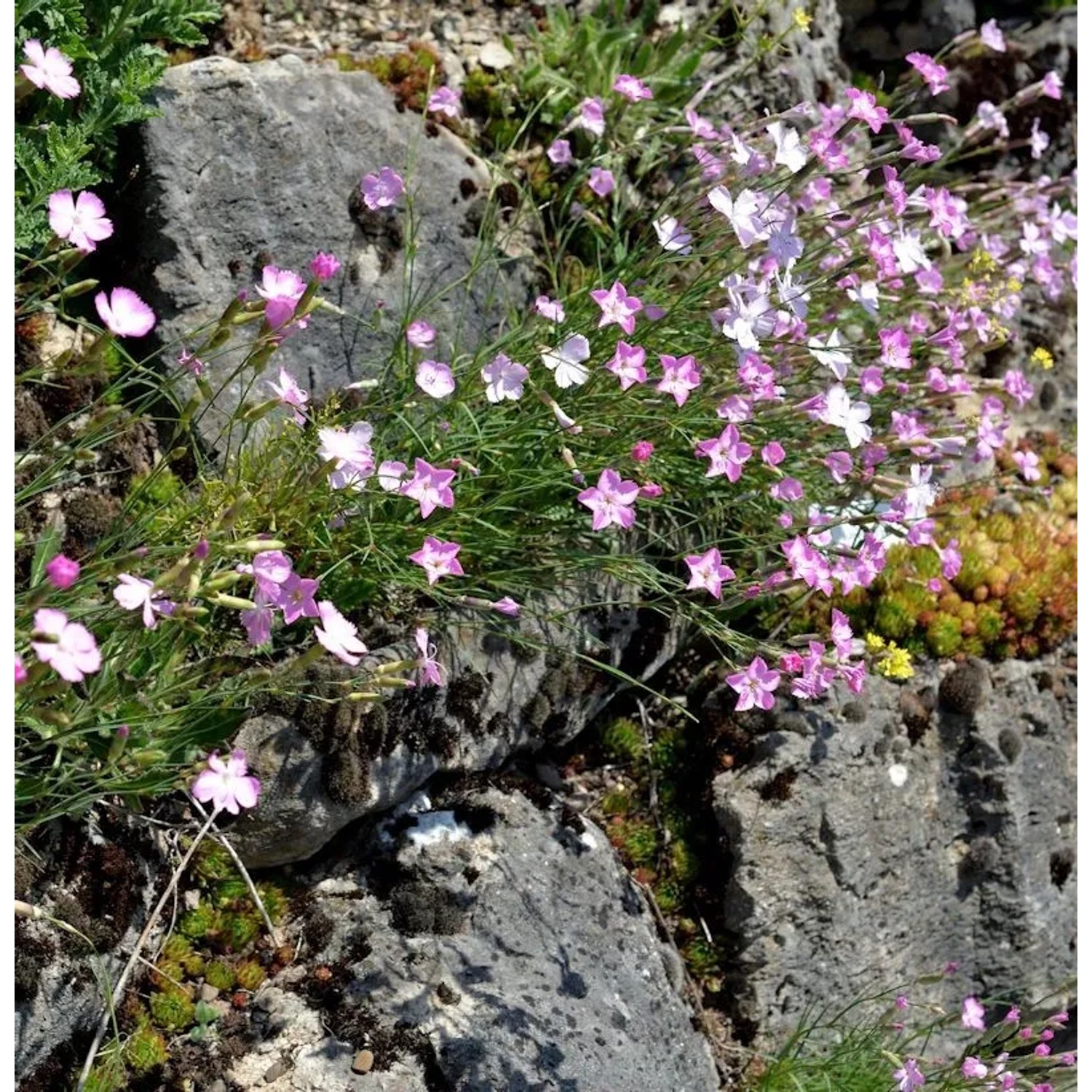 Stein Nelke - Dianthus sylvestris