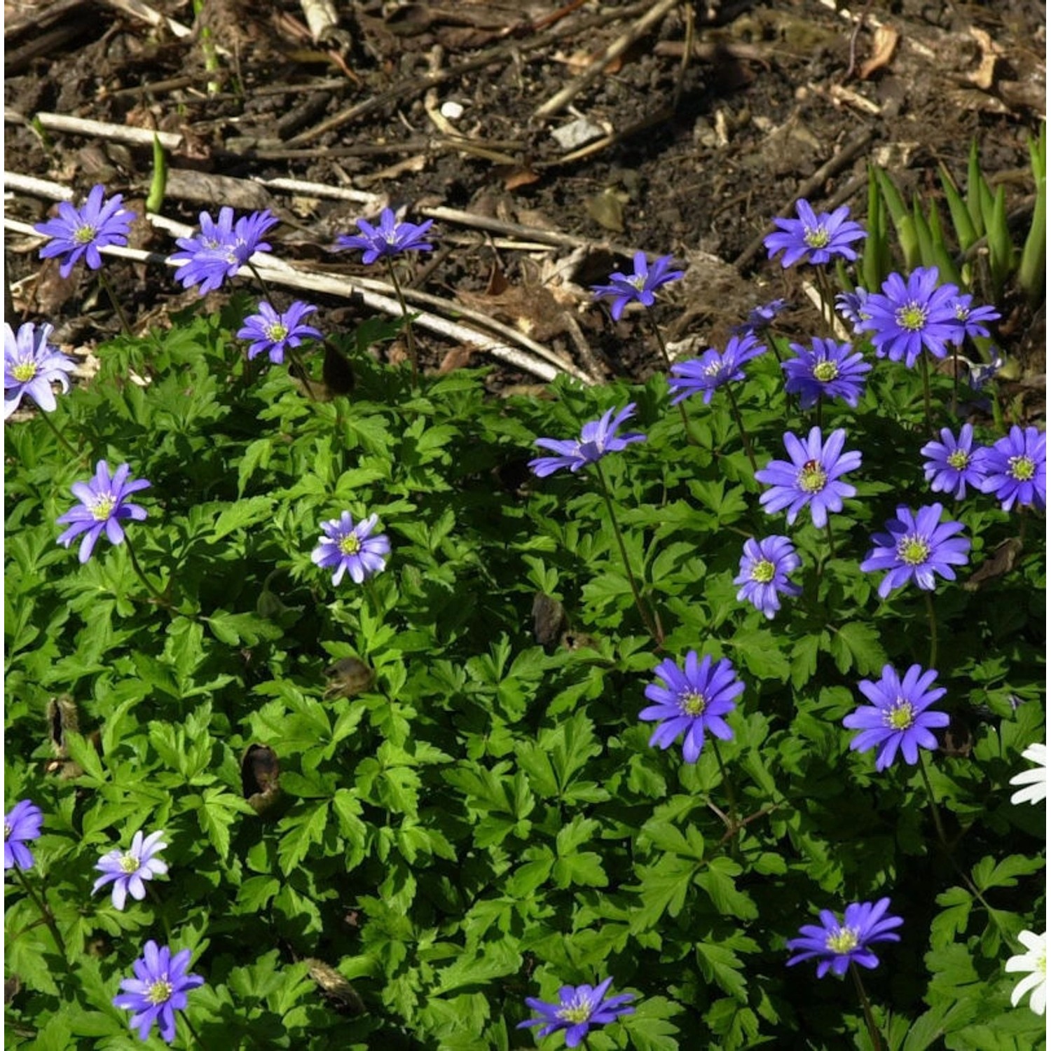 Apenninen Windröschen - Anemone apennina günstig online kaufen