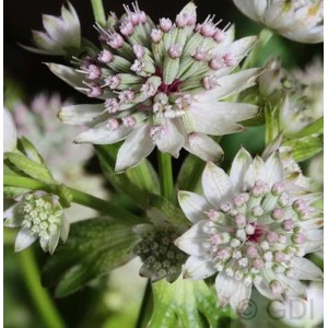 Nahaufnahme der silbrig-rosa Sterndolde Star of Billion (Astrantia major).