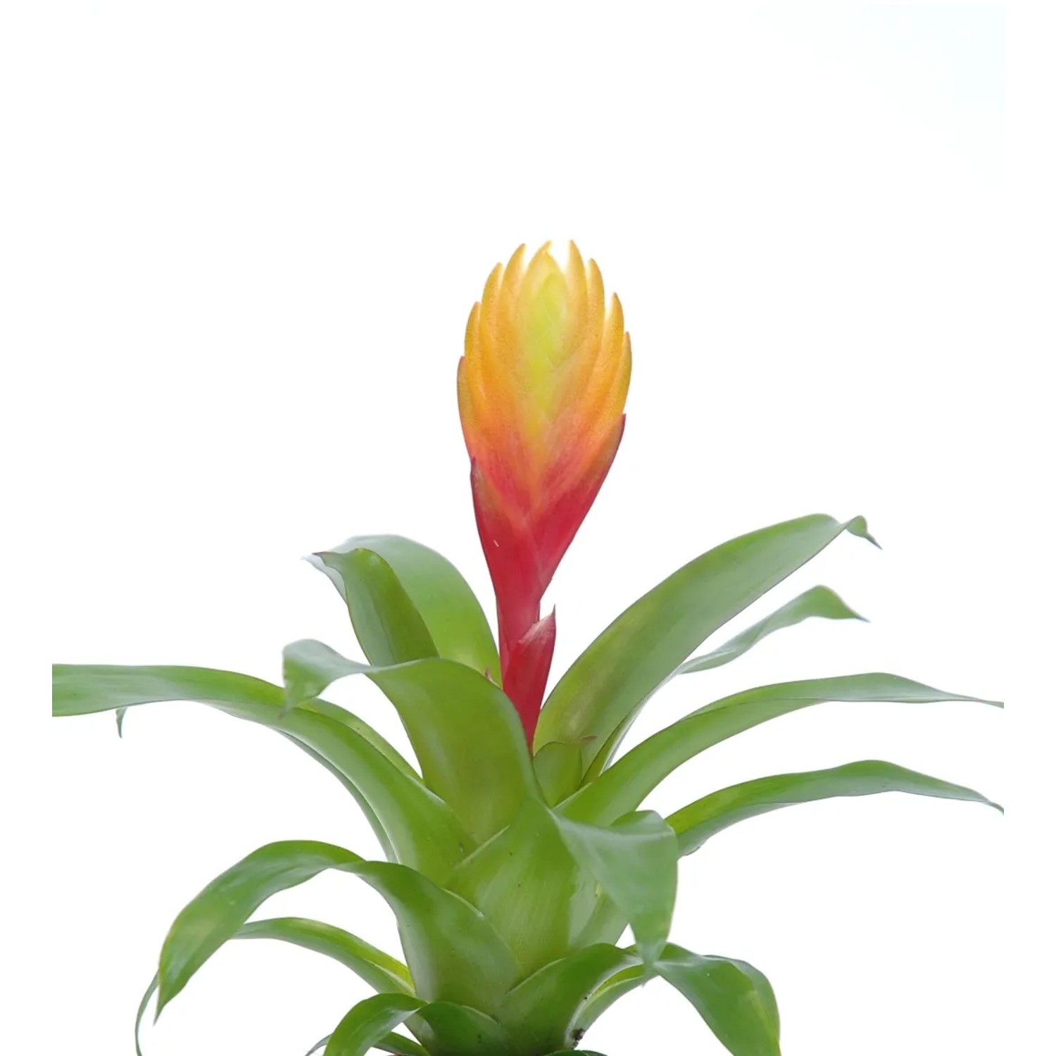 Vriesea El Dorado, rot-gelbe Blühpflanze im Topf, ca. 20-25 cm hoch.