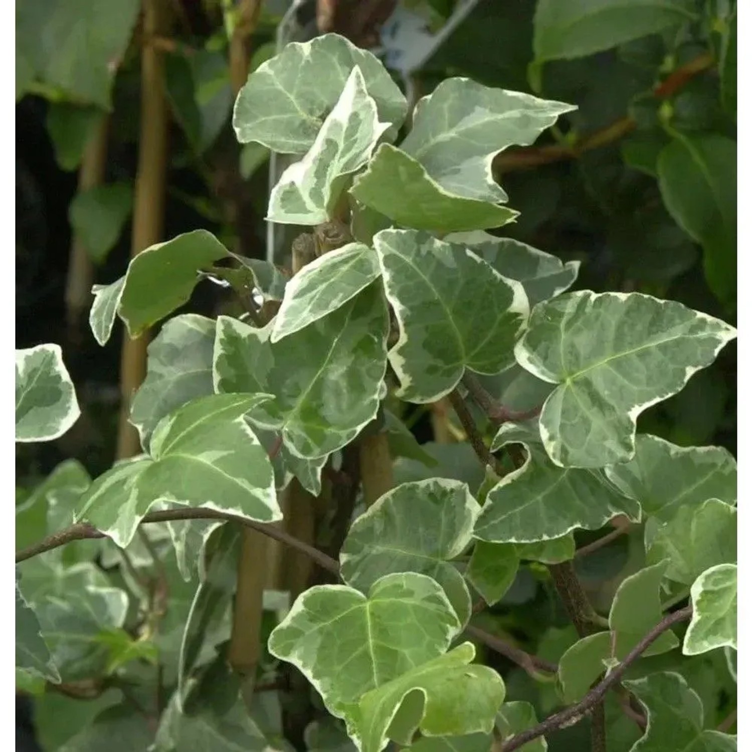 Efeu Glacier 40-60cm - Hedera helix
