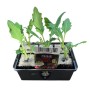 6er Schale Kohlrabi Superschmelz Jungpflanzen im Anzuchttopf mit grünen Blättern.