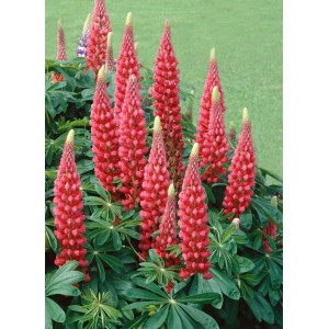 Vielblättrige Lupine 'Edelknabe' im Topf mit roten Blütenständen, Stauden für den Garten.