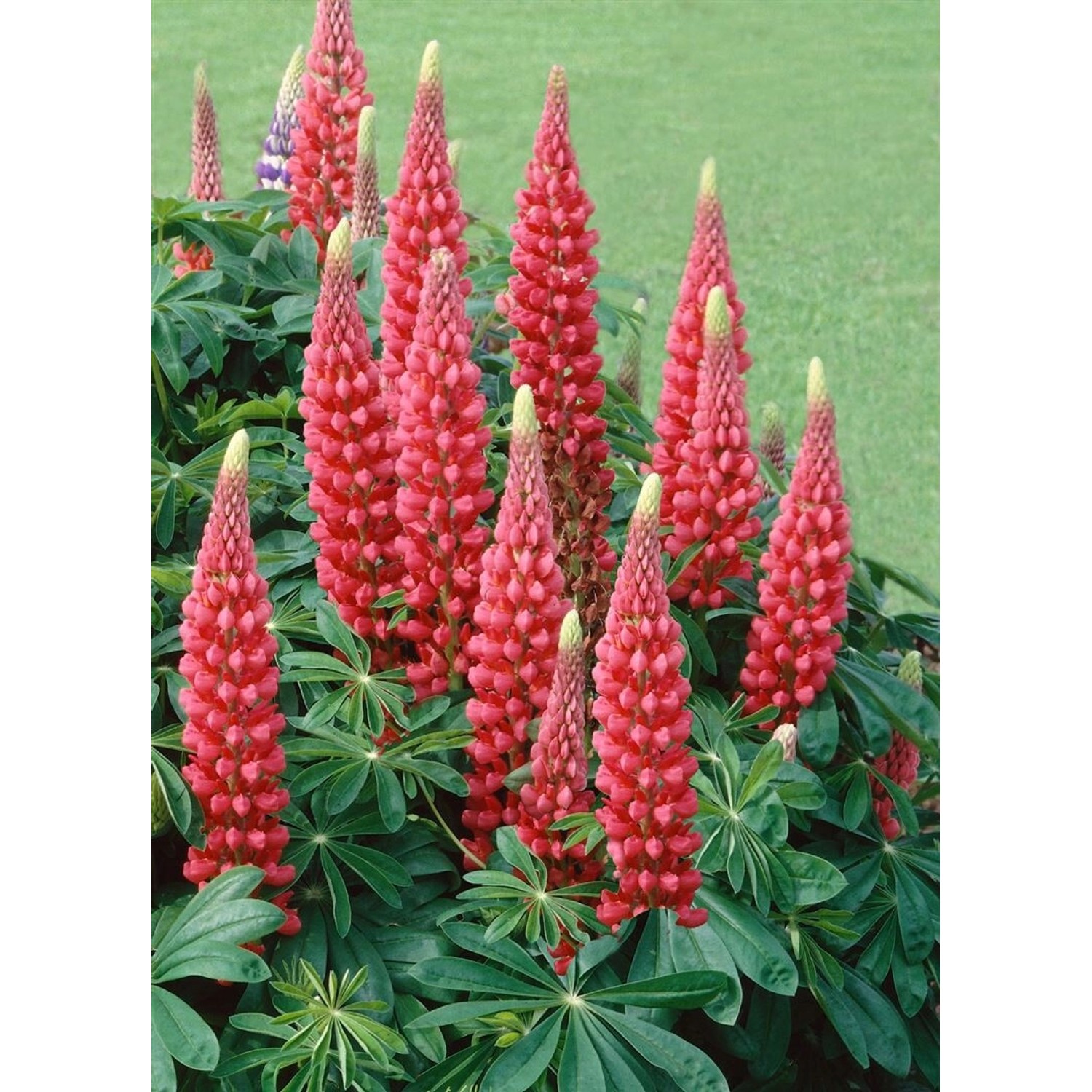 Lupinus Polyphyllus Edelknabe Vielblättrige Lupine Ca. 11x11 cm Topf günstig online kaufen