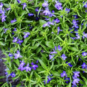Blühendes Männertreu 'Richardii' in Blau, Hängepflanze im 11cm Topf, 3er Set.