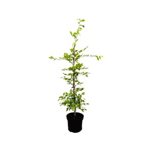 Hainbuche (Carpinus betulus) im 3L Topf, 80-100 cm hoch, für Hecken und Gärten.