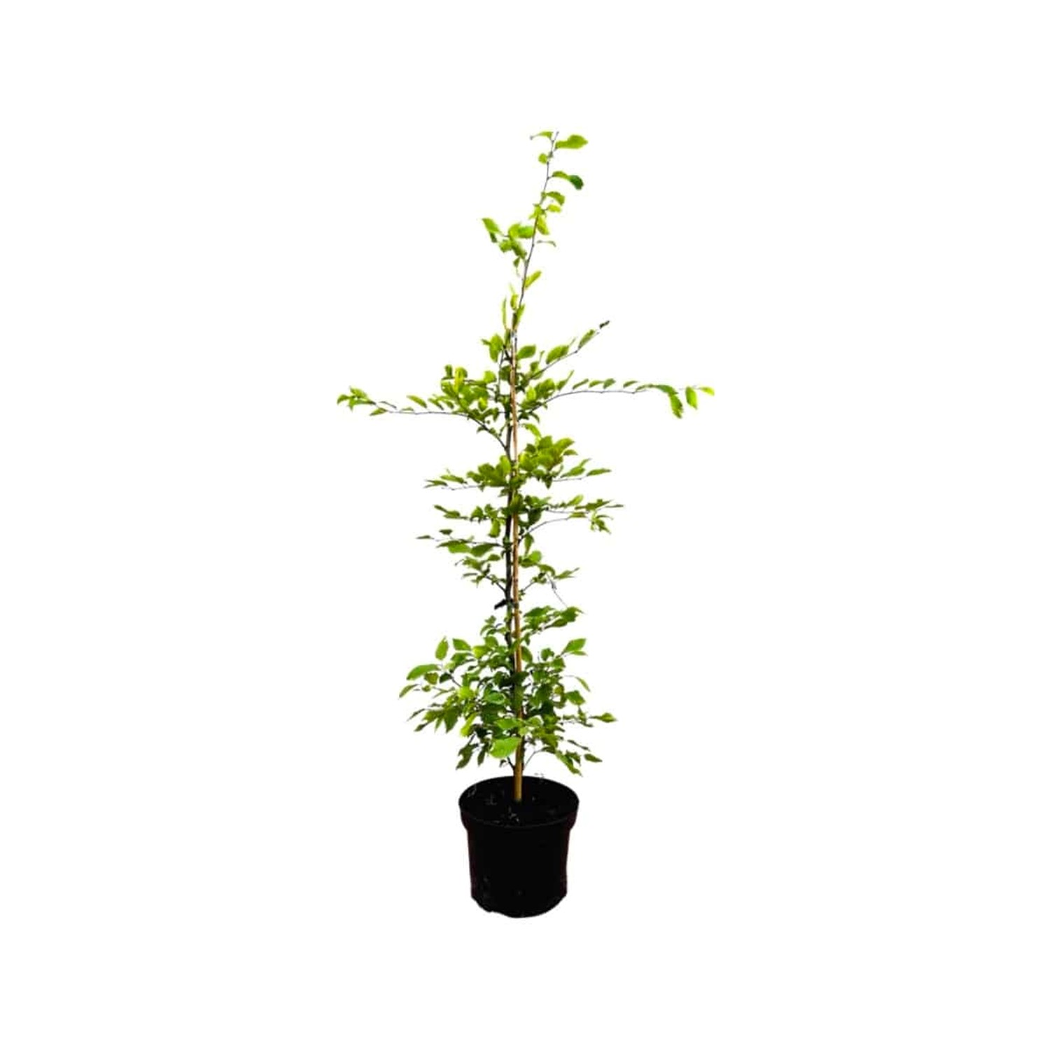 Carpinus betulus 80-100 cm 3 Liter Topf günstig online kaufen