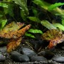 Dennerle Plants Nymphaea Lotus Rot, Aquariumpflanze mit rot gefleckten Blättern im Aquarium.