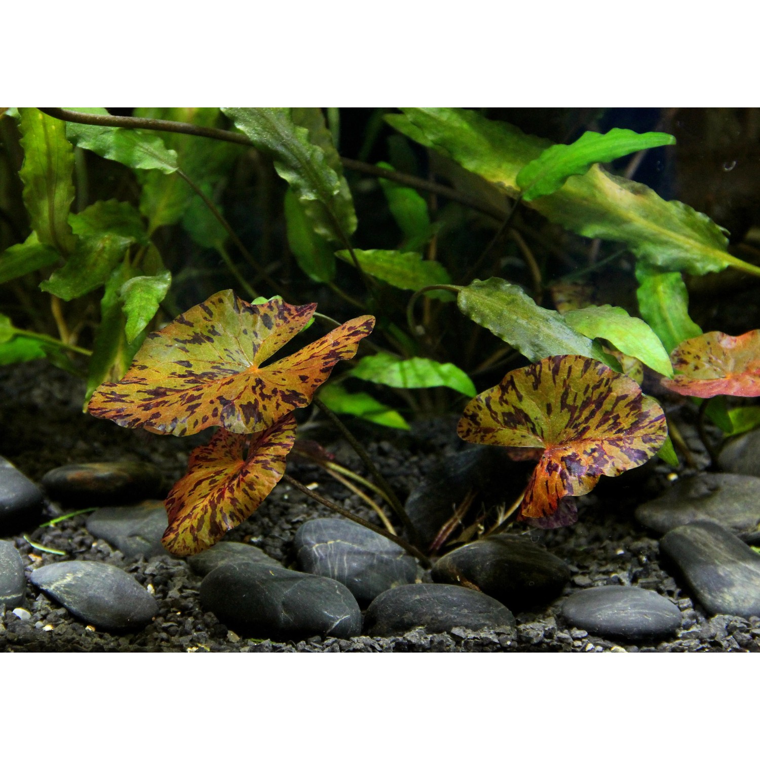 Dennerle Plants Nymphaea Lotus Rot, Aquariumpflanze mit rot gefleckten Blättern im Aquarium.