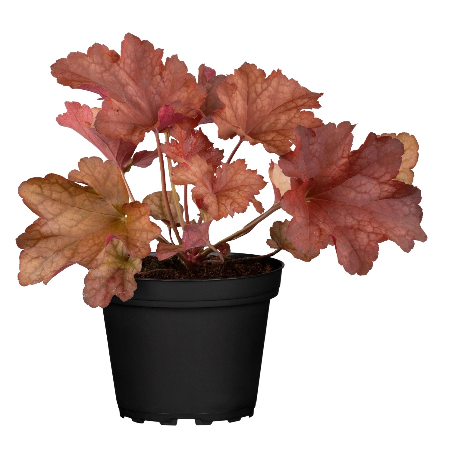 GROW by OBI Purpurglöcken Rot Topf-Ø ca. 13 cm Heuchera