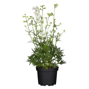 Weißer Rittersporn (Delphinium) im Topf, ca. 19 cm Ø. Prachtstaude für sonnige Standorte.