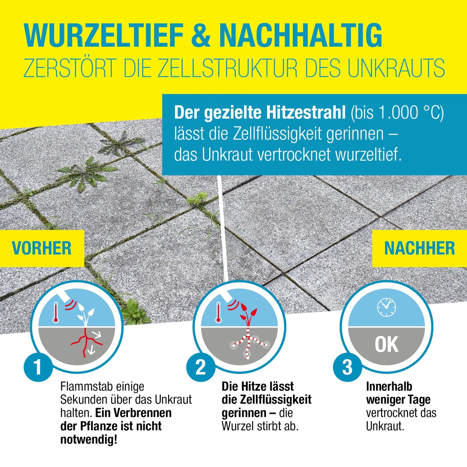 Anwendung des Gloria Thermoflamm bio Classic Plus Unkrautbrenners: Unkrautbekämpfung vor und nach der Behandlung.