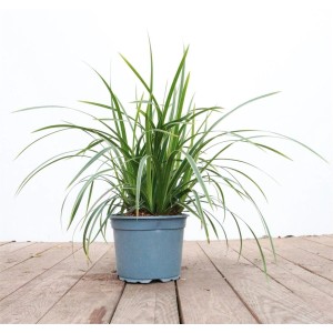 Immergrüne Japan-Segge Carex 'Ice Dance' im 2L Topf, attraktives, weiß gerandetes Laub.