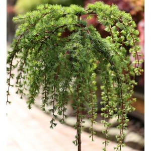 Hochstamm Japanische Lärche Stiff Weeper 100-125cm - Larix kaempferi
