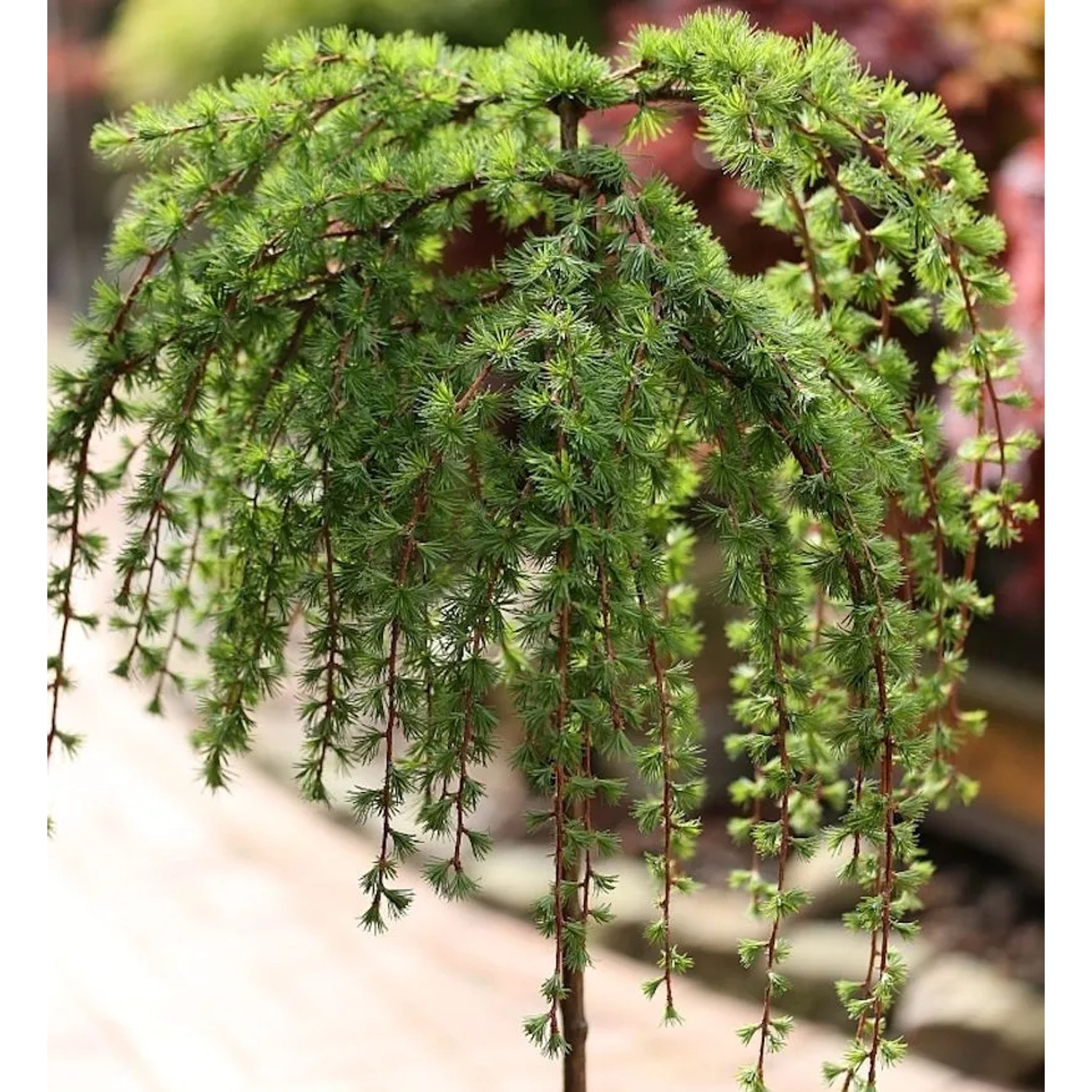 Hochstamm Japanische Lärche Stiff Weeper 100-125cm - Larix kaempferi