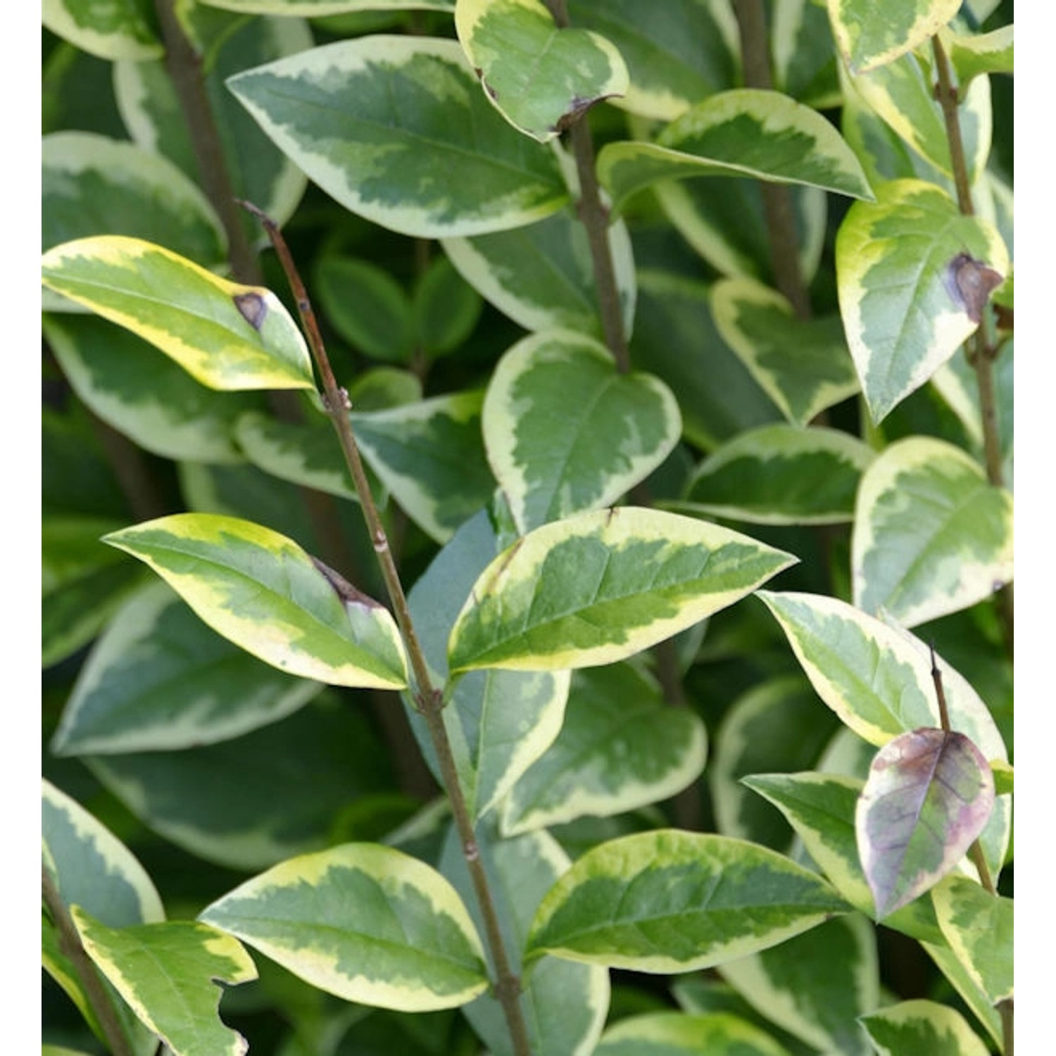 Gold Liguster 40-60cm - Ligustrum ovalifolium günstig online kaufen