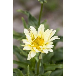 Nahaufnahme der Margerite 'Banana Cream' im 9x9 cm Topf. Blühende Zimmerpflanze mit gelb-cremefarbenen Blüten.