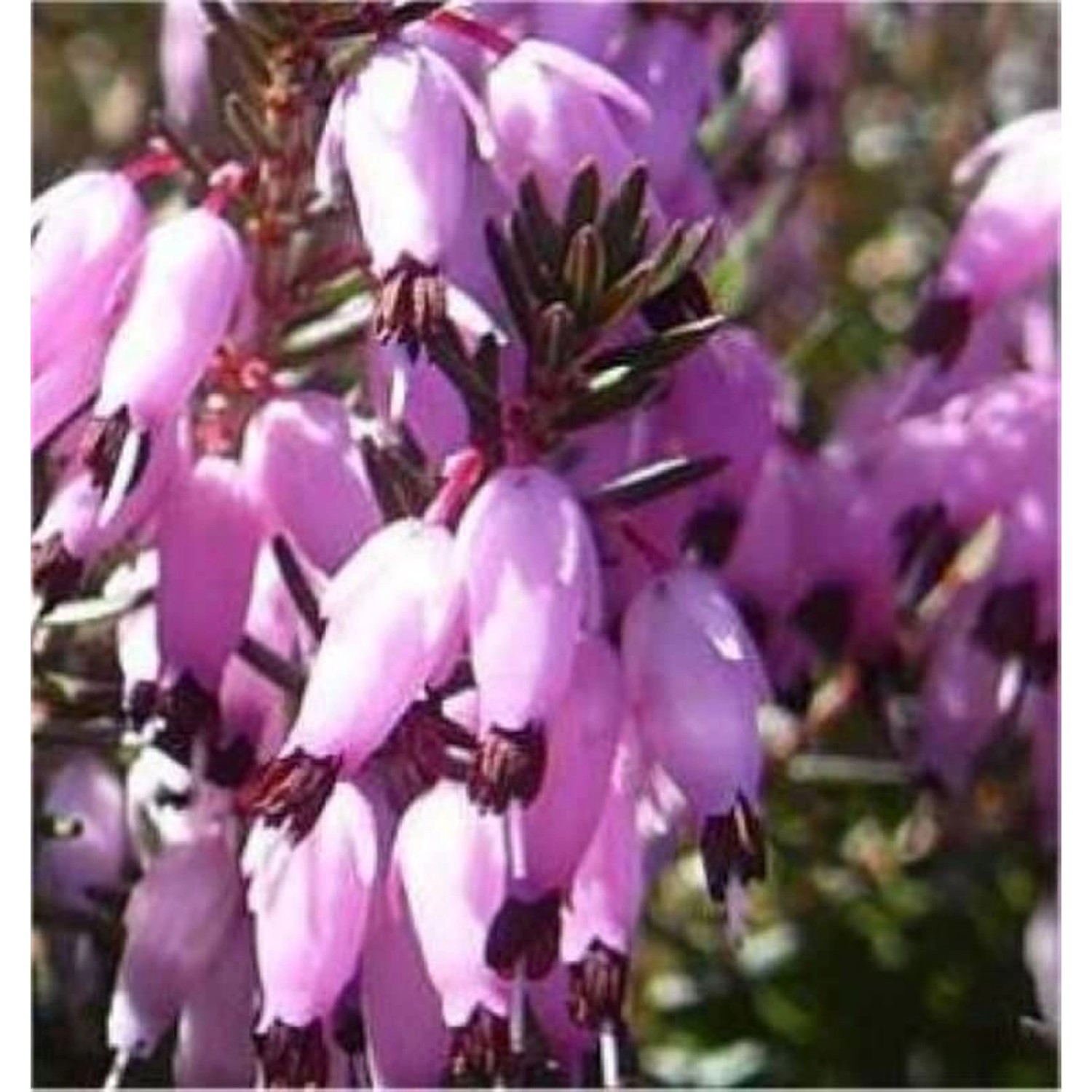 10x Winterheide Myretoun Ruby - Erica carnea günstig online kaufen