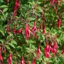 Fuchsie Gracilis (Fuchsia magellanica) mit roten und violetten Blüten, Nahaufnahme.
