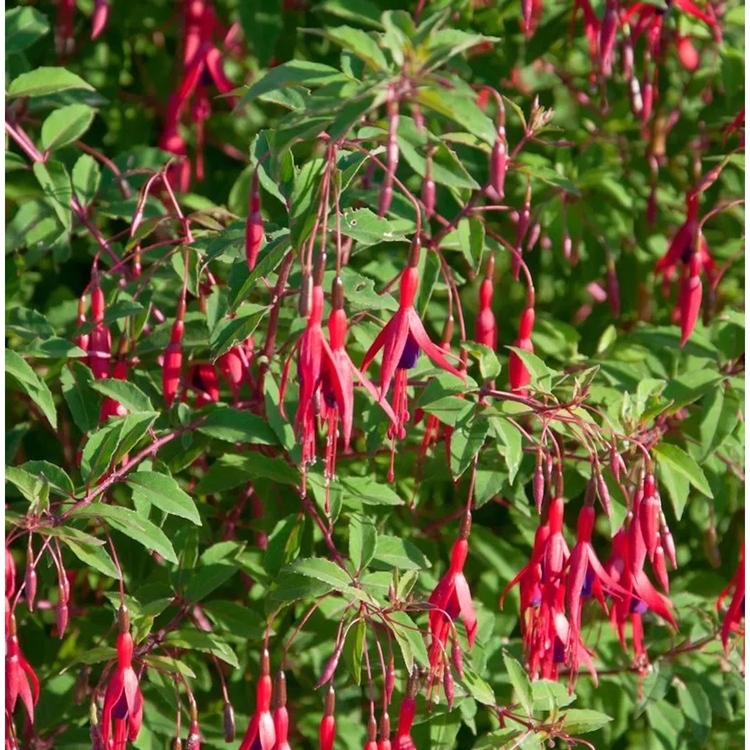 Fuchsie Gracilis - Fuchsia magellanica